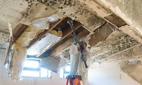 Best Emergency Mold Remediation  in Rosita, TX